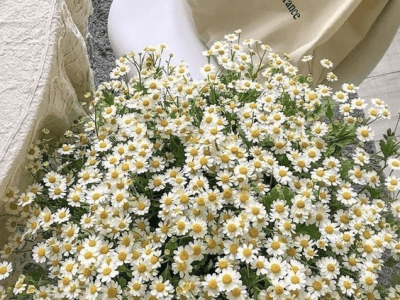 Cultivating Nature’s Magic: The Enduring Allure and Potency of&nbsp;Herbs