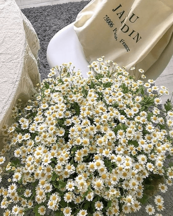 Cultivating Nature’s Magic: The Enduring Allure and Potency of&nbsp;Herbs